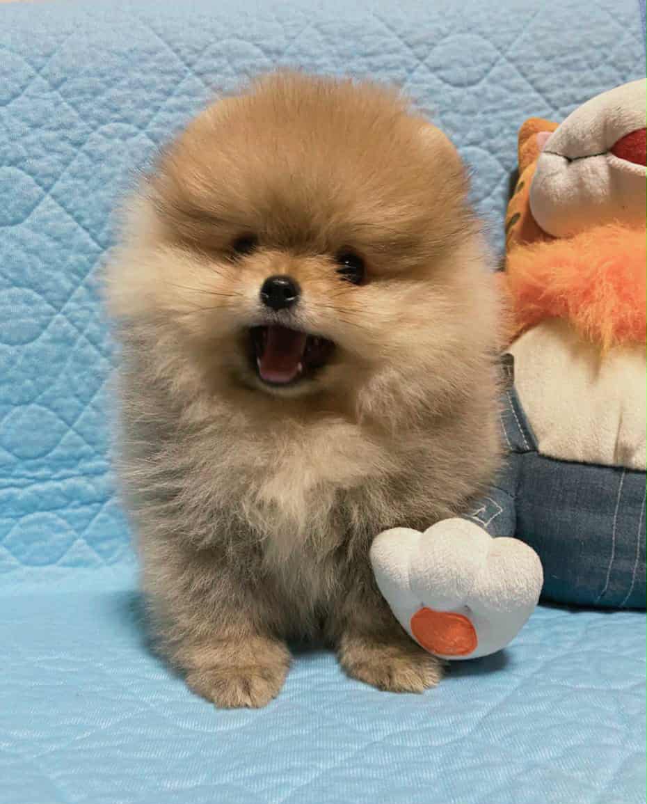 Messenger_creation_BA183B7C-5ECF-4A34-837D-CC3B51BAE1D0