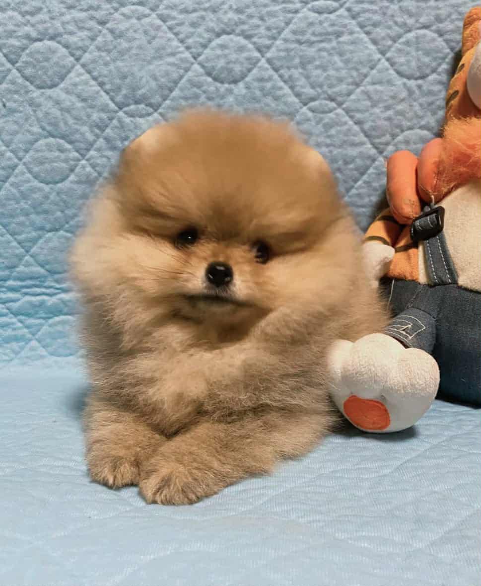 Messenger_creation_C6329FAA-24D9-46D7-A25B-AFA1BD002A39