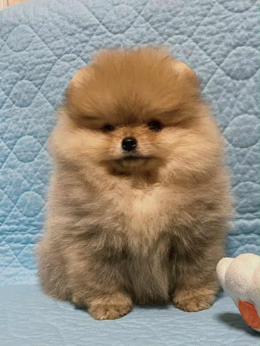 Messenger_creation_E359AC0D-F068-44C2-8BCA-1E01D82C6932