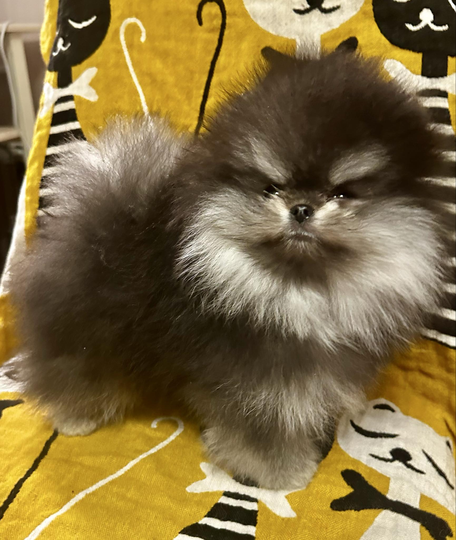 Messenger_creation_36B3C813-C258-4CDF-A81E-5267121C05E5