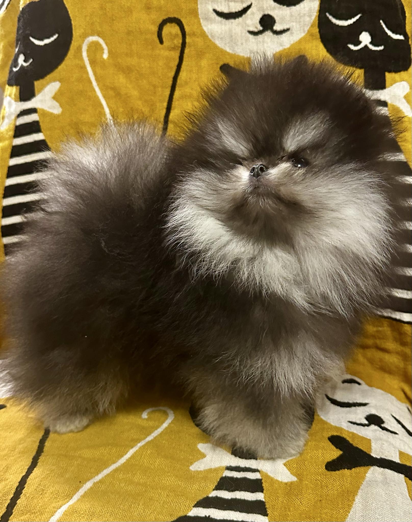 Messenger_creation_6F0EC64D-3109-4256-8F5C-63DB43D2D94C