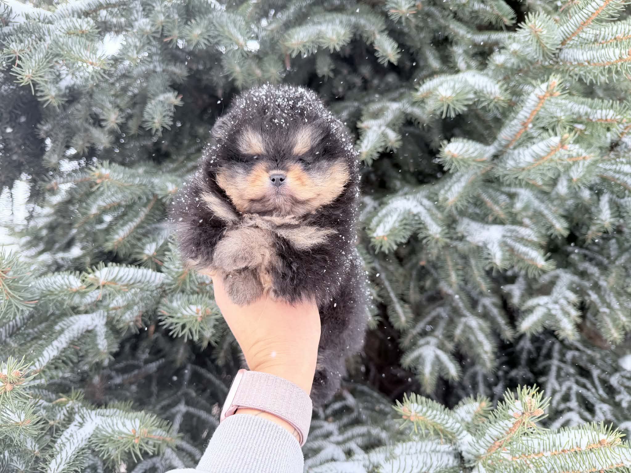 Messenger_creation_B7295EF6-FB91-4317-99A6-38BE924CC4DD