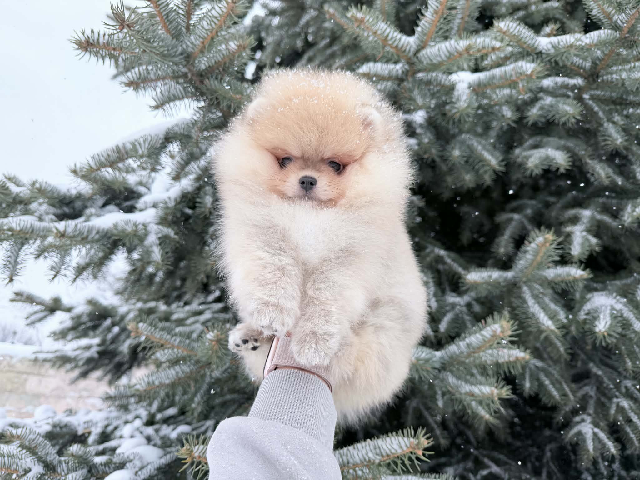 Messenger_creation_BA7297BC-B2A1-408B-A249-765BDA1E2F9C