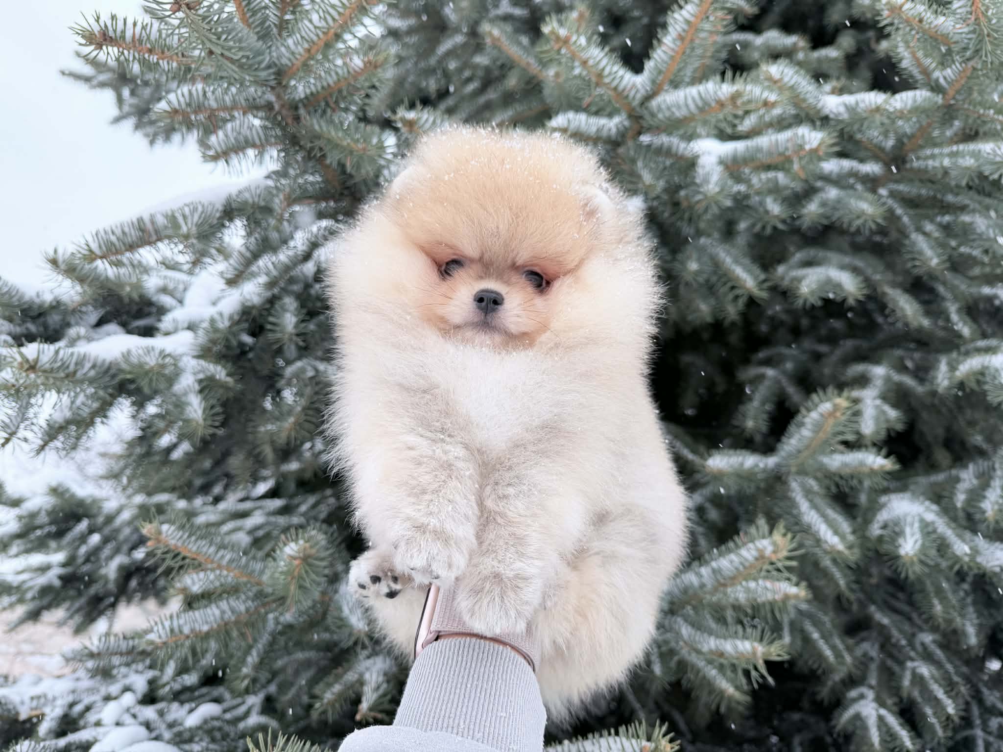 Raszuiver pomeranian reutje  3 mnd 9 1