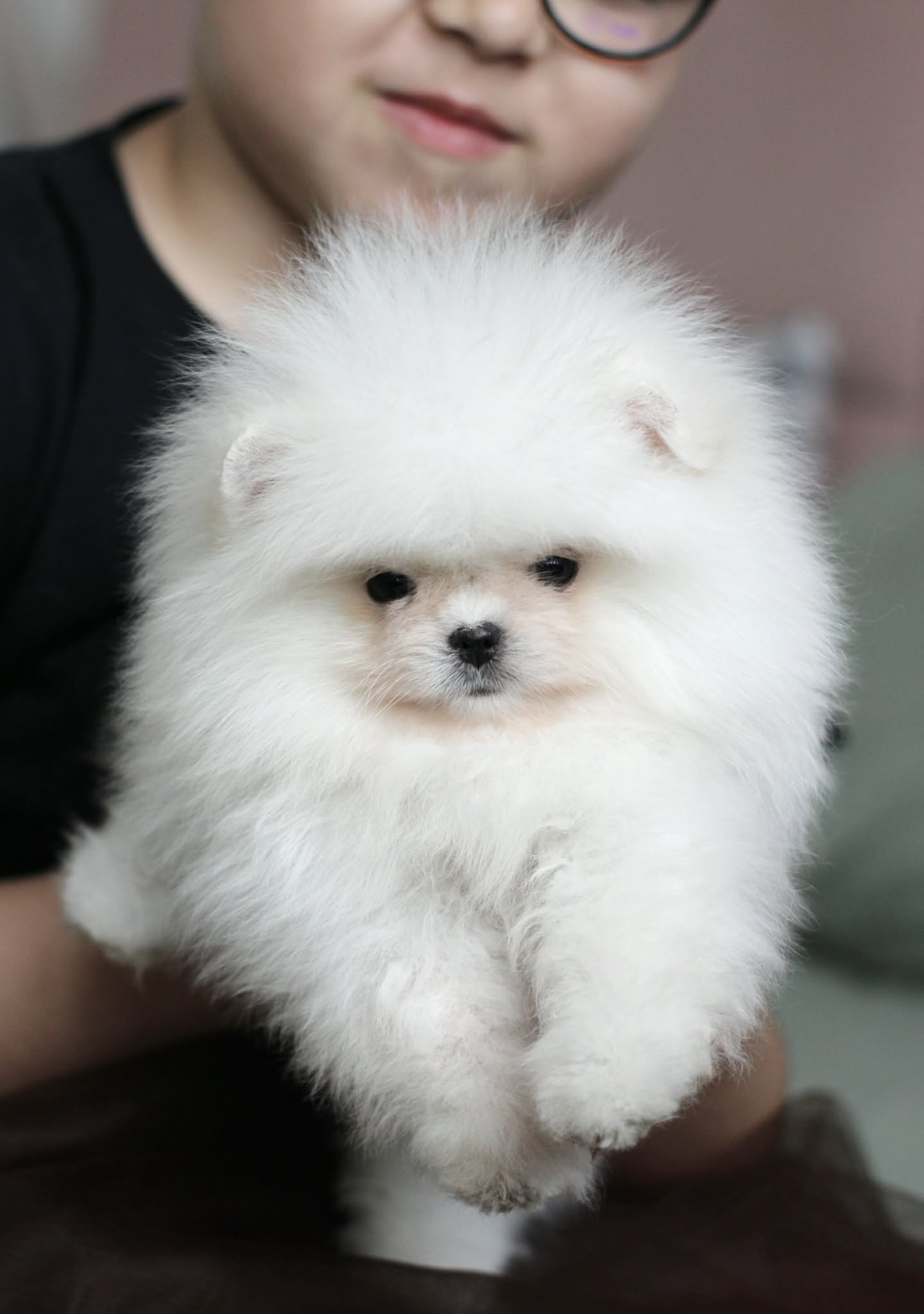 Elite pomeranian teefje  2.5 mnd 🩷2 5