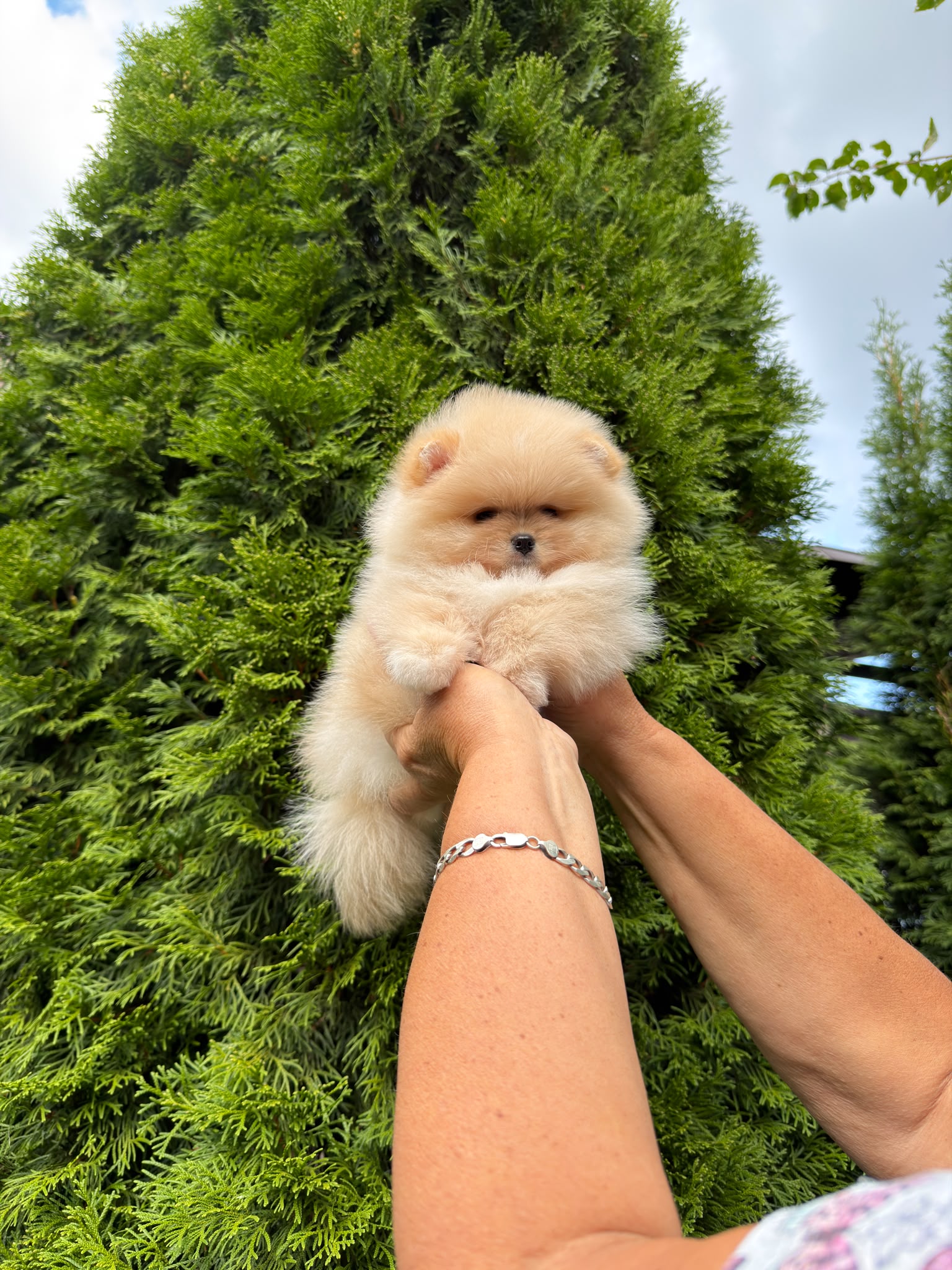 Raszuiver pomeranian teefje 2.5  mnd 🩷 189